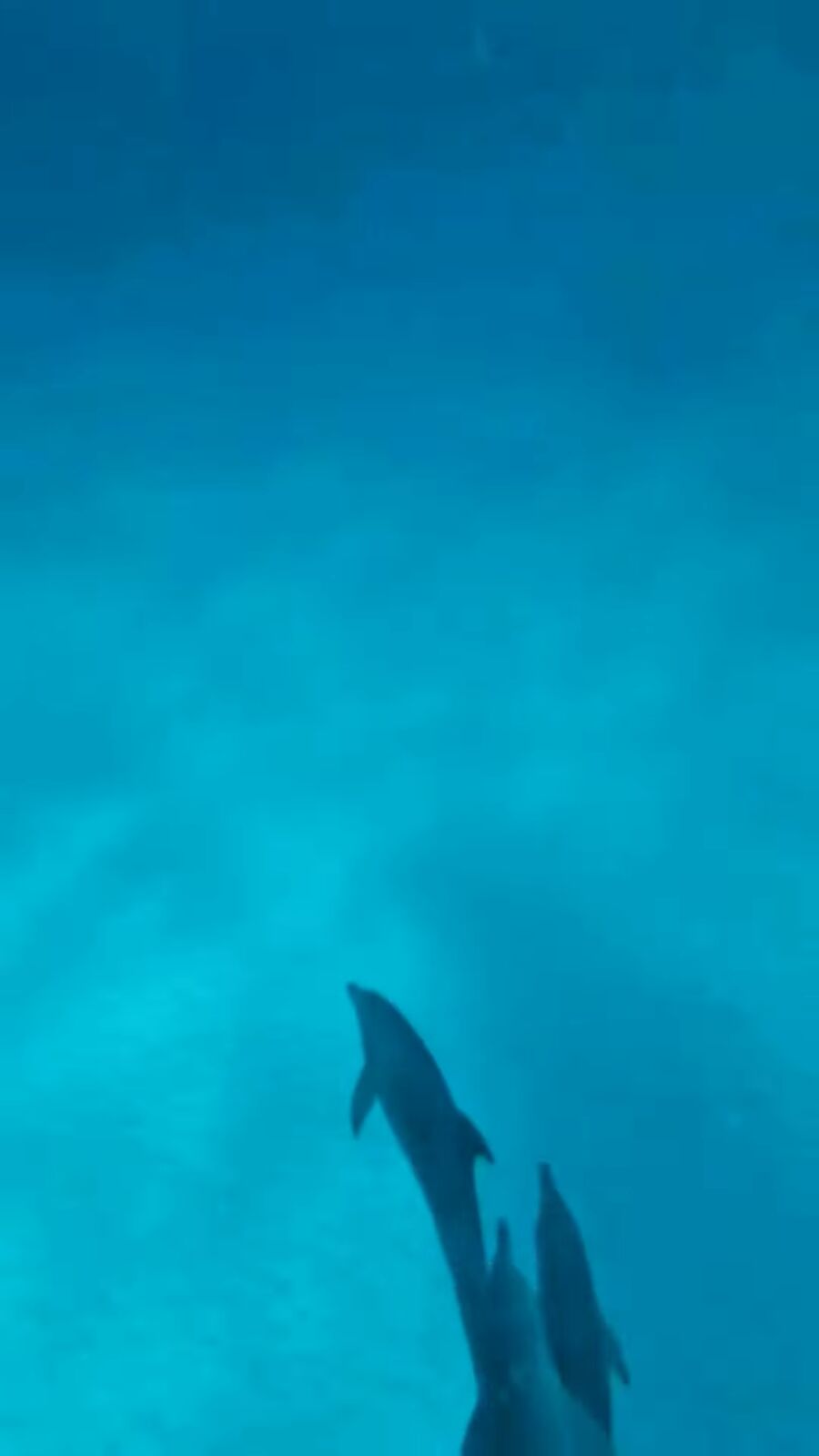 Dolphins swimming in clear water